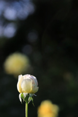 秋 薔 薇