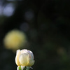 秋 薔 薇