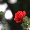 秋薔薇