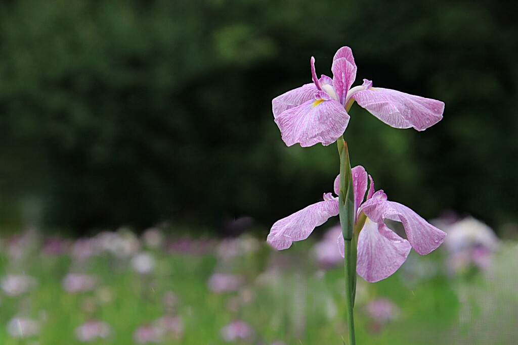 菖  蒲