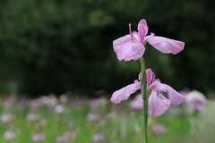 菖  蒲