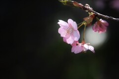 桜花