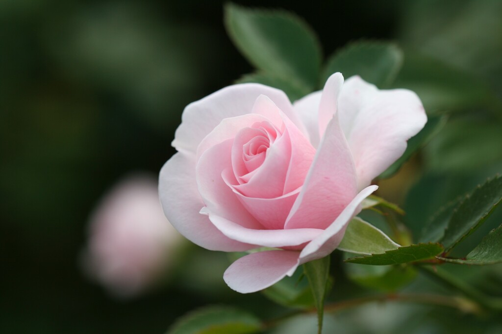 秋薔薇