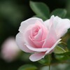 秋薔薇