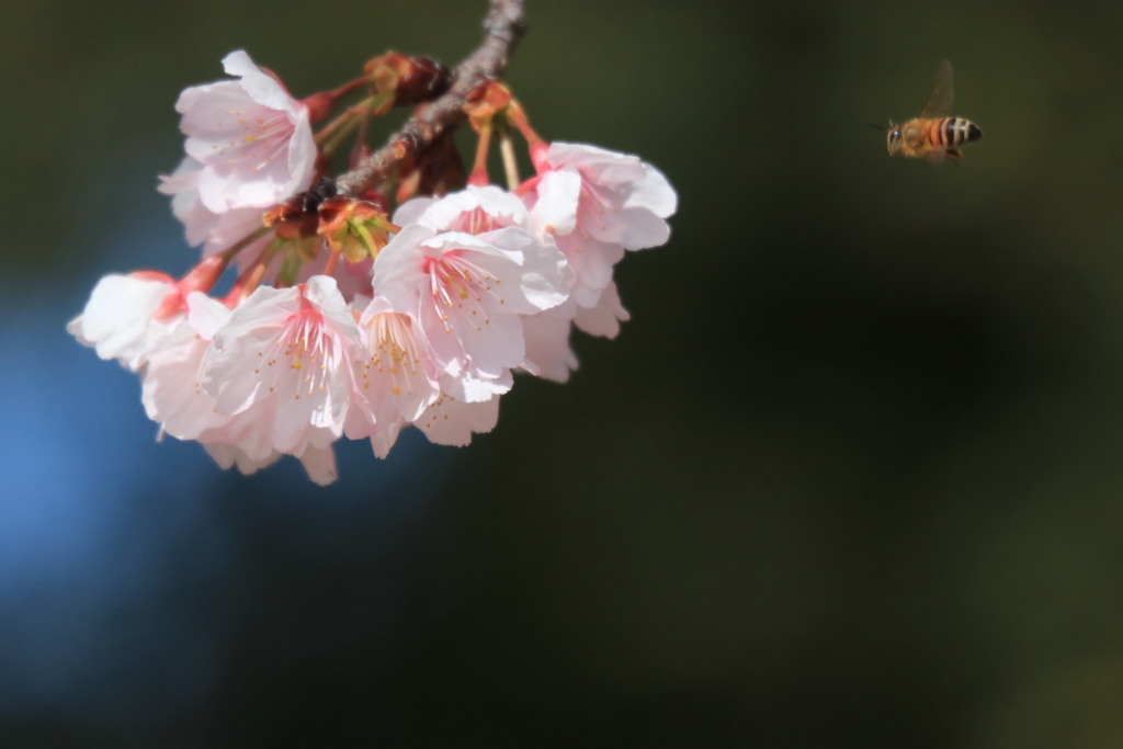 桜に蜜蜂