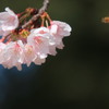 桜に蜜蜂