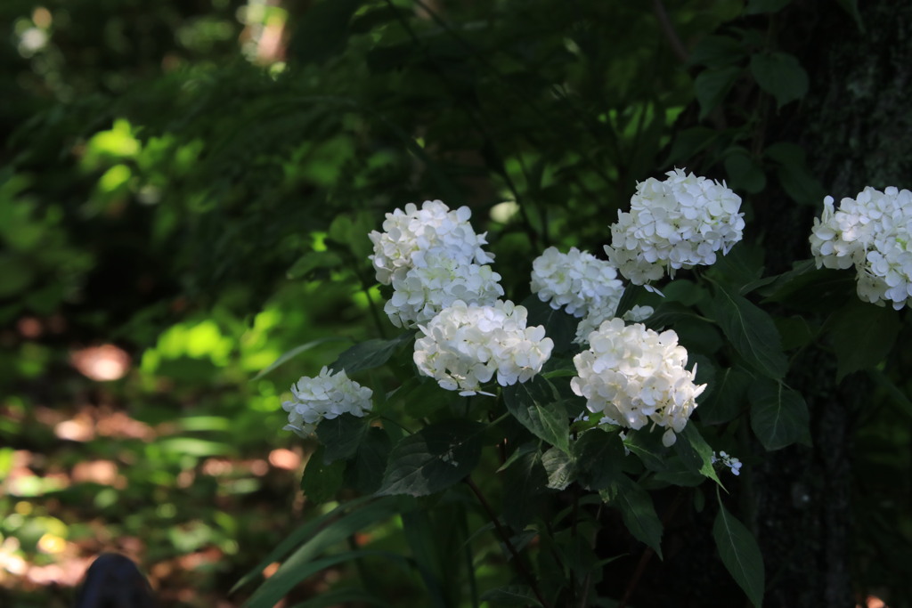 紫  陽  花