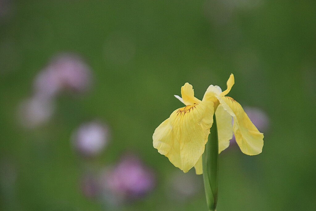 菖蒲