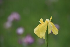 菖蒲