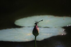 初  夏(トンボ)