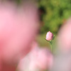 秋  薔  薇