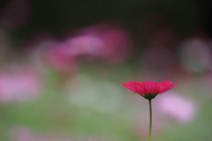 秋桜