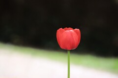 チューリップ