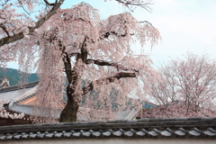 桜  花