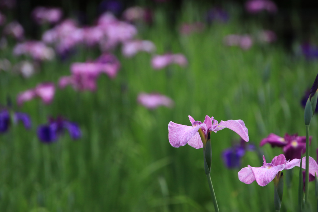 菖  蒲