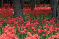 彼  岸  花