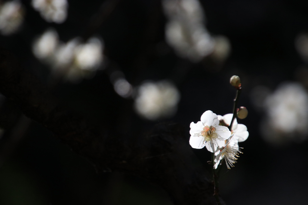 梅花
