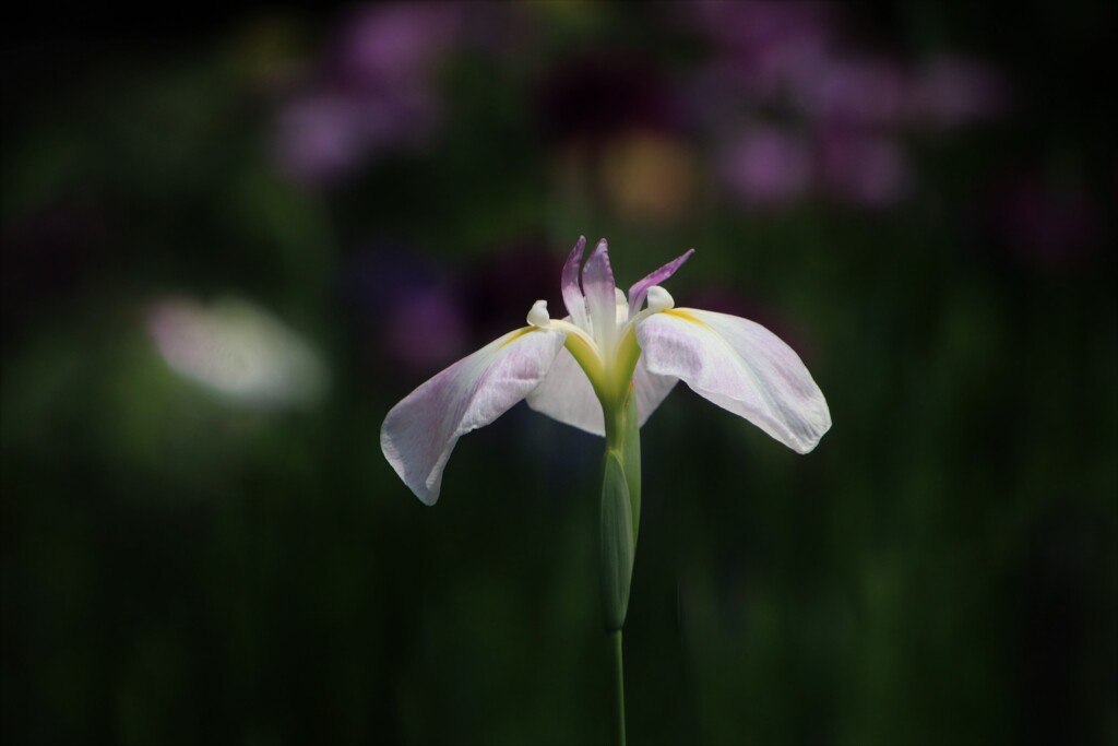 菖蒲