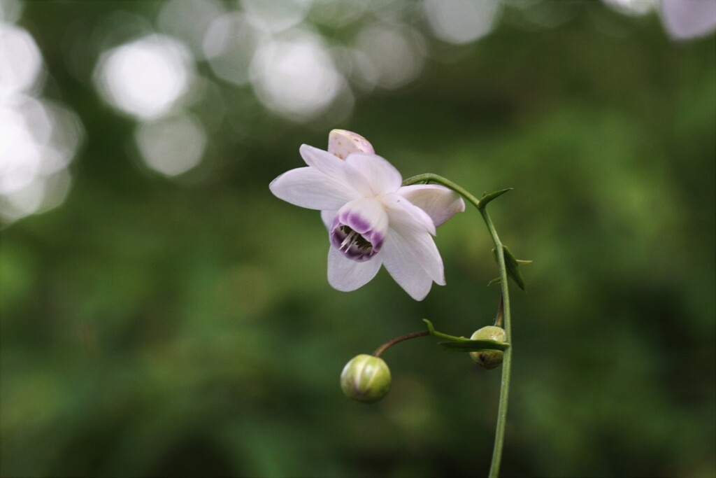 蓮華升麻