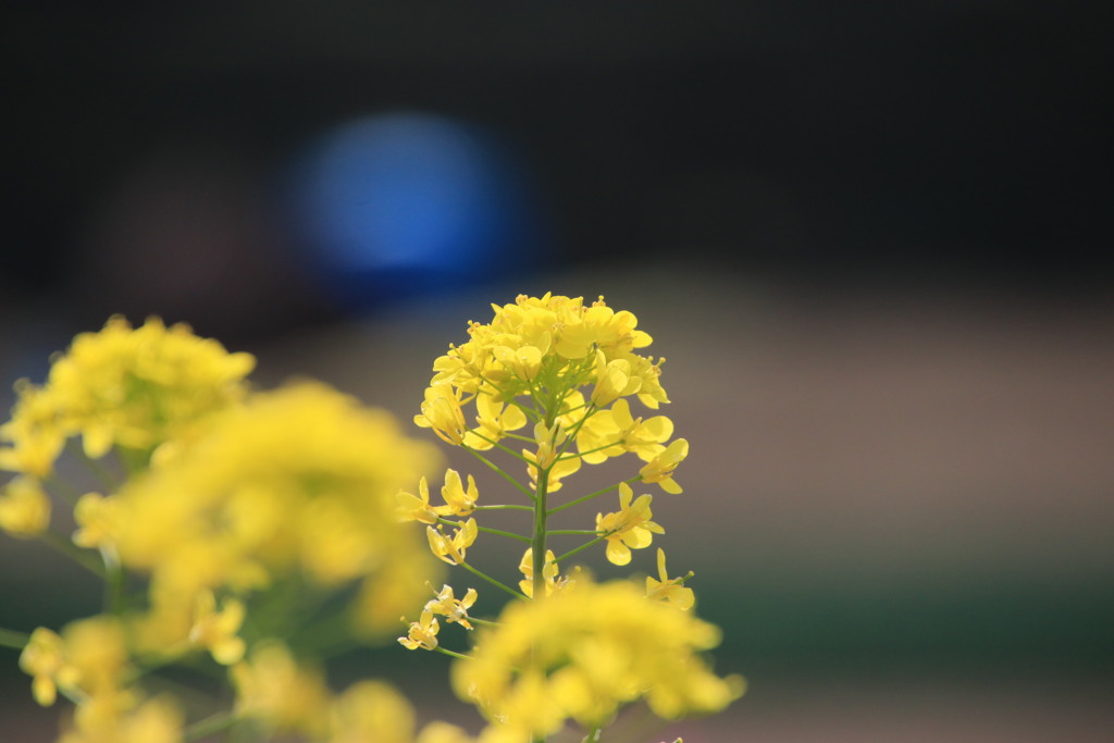 菜の花