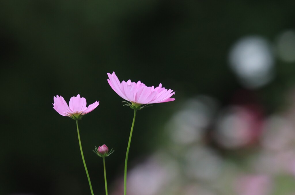 秋桜