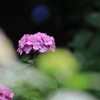 紫  陽  花