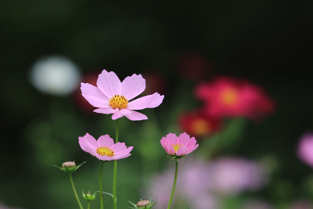 秋  桜