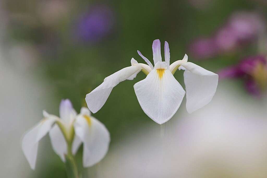 菖  蒲