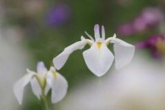菖  蒲