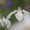 菖  蒲