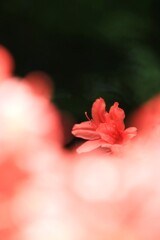 ツ ツ ジ