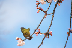 桜にめじろ
