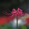 彼岸花