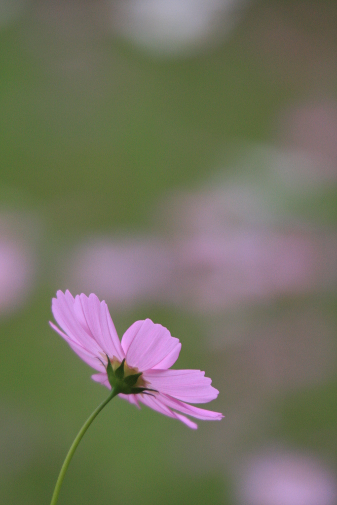 秋 桜