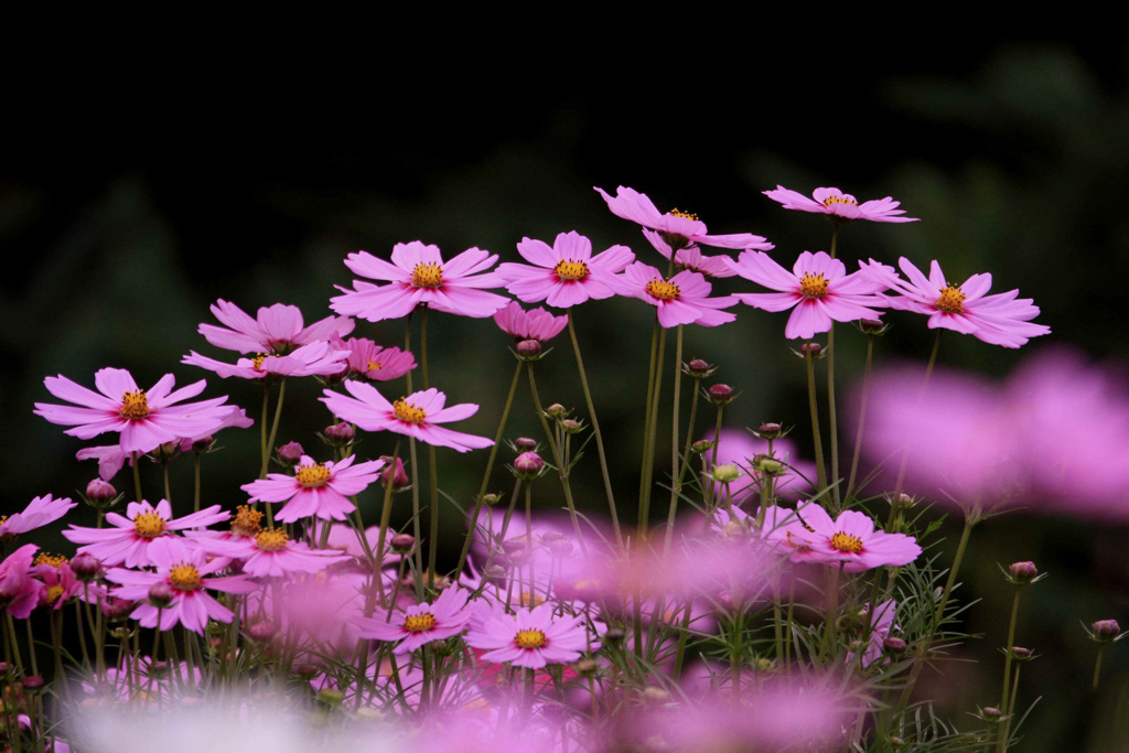 秋  桜