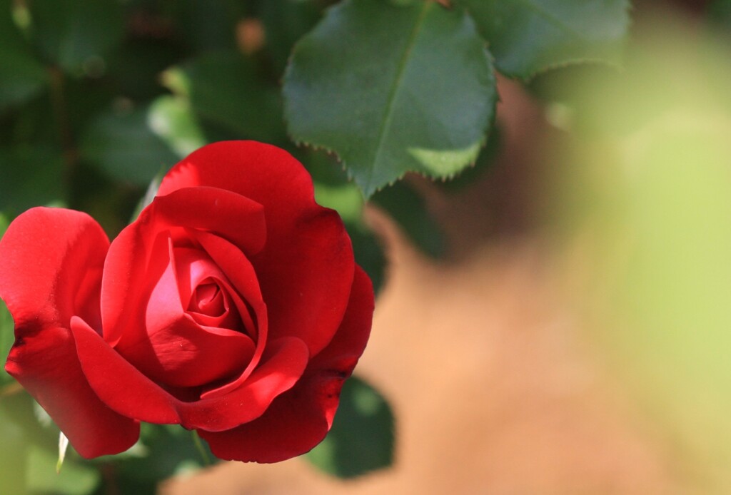 春薔薇