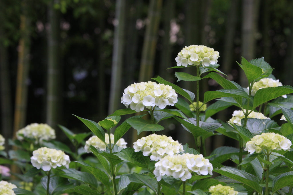 紫  陽  花