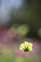 秋 桜