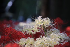 彼  岸  花