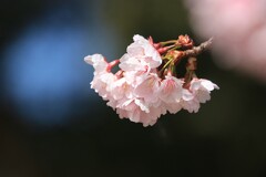 桜花