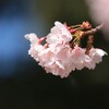 桜花