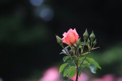 春薔薇