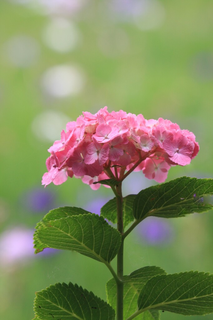 紫 陽 花