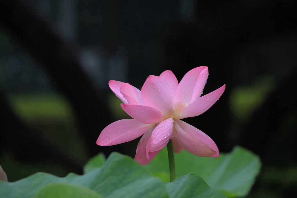 大賀蓮