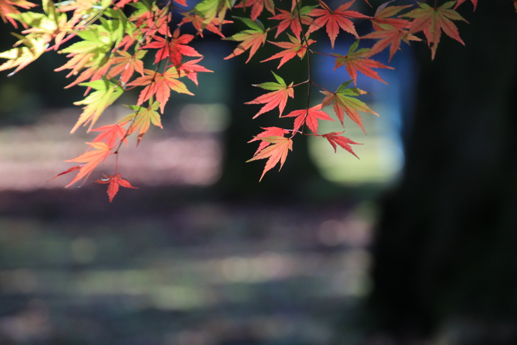 紅葉