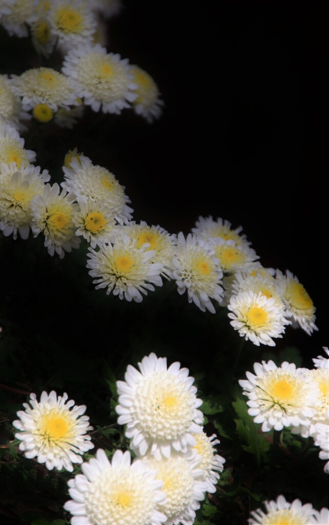 菊  花
