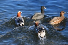 野鳥(あそぼおよぉ～)
