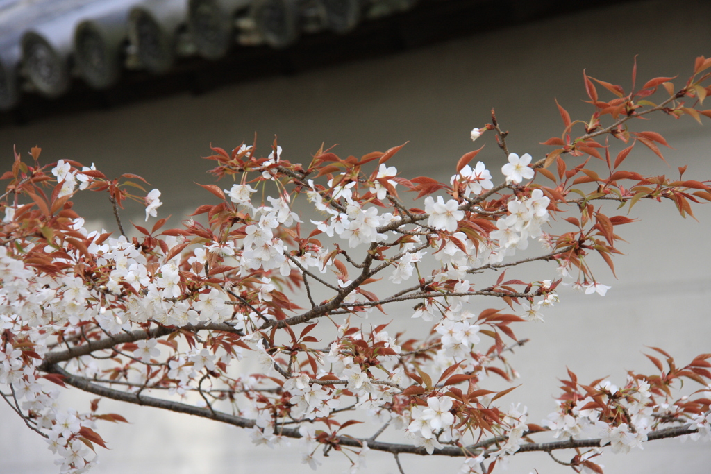 桜  花