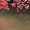 ● 秋景色 ●