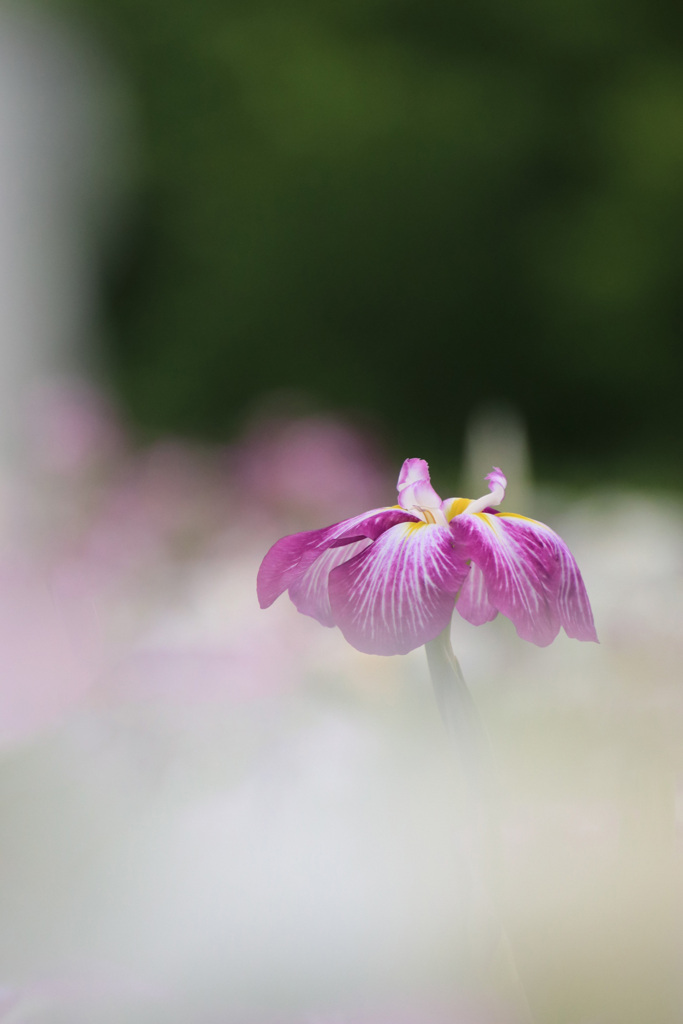 菖 蒲
